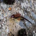 Streamerfischen mit der Fliegenrute auf Forellen