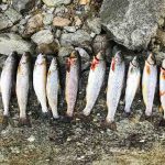 Forellen in Seen finden