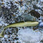Gummifisch Montage zum Forellenfischen