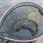 Wieso beissen Fische?