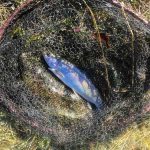 11 Tipps für mehr Fische