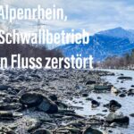 Der Alpenrhein, wie Schwallbetrieb einen Fluss zerstört